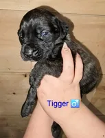 Tigger, a male English Mastiff for sale in Ludington, MI – 4 of 7