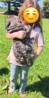 Tigger, a male English Mastiff for sale in Ludington, MI – 4 of 7