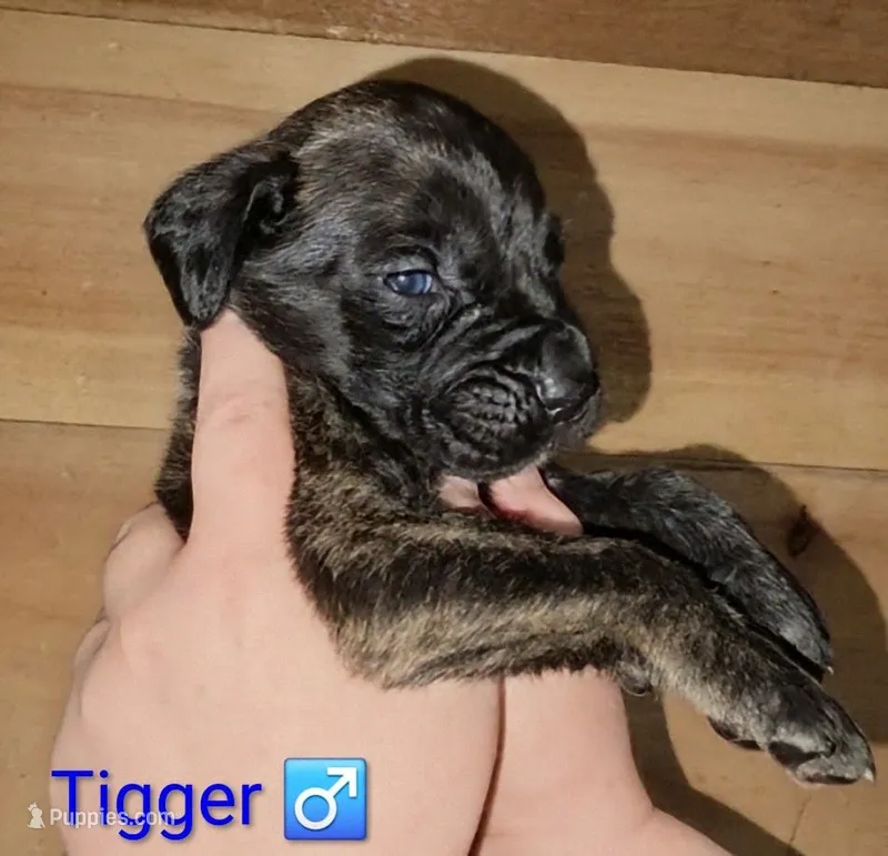 Tigger – English Mastiff puppy for sale in Ludington, MI