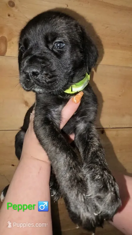 Pepper – English Mastiff puppy for sale in Ludington, MI