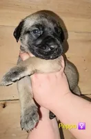 Peppa, a female English Mastiff for sale in Ludington, MI – 2 of 6