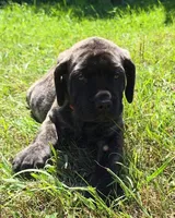 Tigger, a male English Mastiff for sale in Ludington, MI – 3 of 7