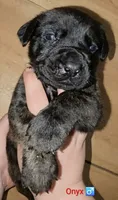 Onyx, a male English Mastiff for sale in Ludington, MI – 6 of 6