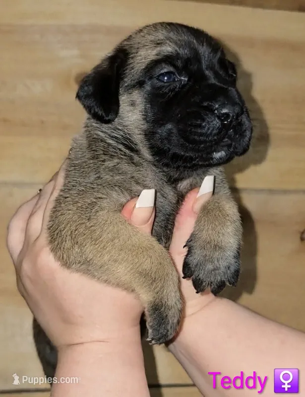 Teddy – English Mastiff puppy for sale in Ludington, MI