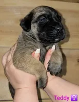 Teddy, a female English Mastiff for sale in Ludington, MI – 1 of 6