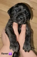 Raven, a female English Mastiff for sale in Ludington, MI – 6 of 6