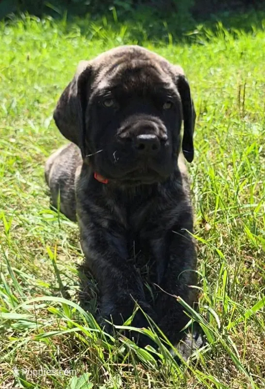 Tigger – English Mastiff puppy for sale in Ludington, MI