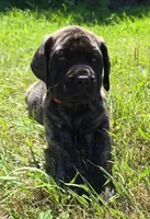 Tigger, a male English Mastiff for sale in Ludington, MI – 1 of 7