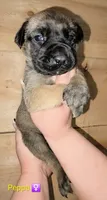 Peppa, a female English Mastiff for sale in Ludington, MI – 6 of 6