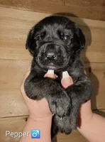 Pepper, a male English Mastiff for sale in Ludington, MI – 5 of 5