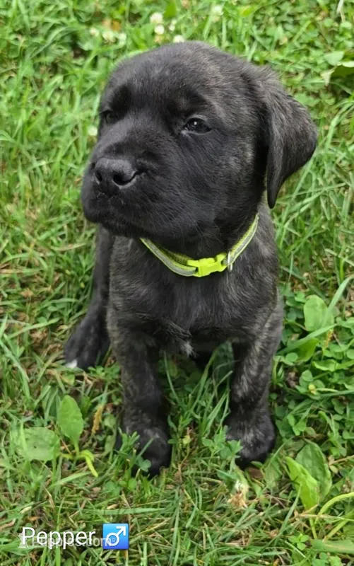 🐾 Pepper 🐾 – English Mastiff puppy for sale in Ludington, MI