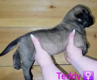 Teddy, a female English Mastiff for sale in Ludington, MI – 3 of 6