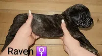 Raven, a female English Mastiff for sale in Ludington, MI – 4 of 6