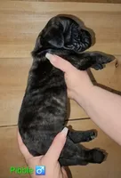Pibble, a male English Mastiff for sale in Ludington, MI – 3 of 6