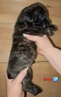 Onyx, a male English Mastiff for sale in Ludington, MI – 3 of 6