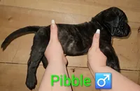 Pibble, a male English Mastiff for sale in Ludington, MI – 4 of 6