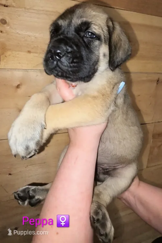 Peppa – English Mastiff puppy for sale in Ludington, MI