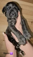 Raven, a female English Mastiff for sale in Ludington, MI – 2 of 6