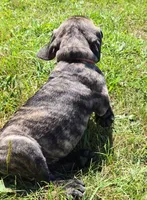 Tigger, a male English Mastiff for sale in Ludington, MI – 7 of 7