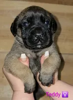 Teddy, a female English Mastiff for sale in Ludington, MI – 5 of 6