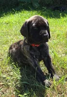 Tigger, a male English Mastiff for sale in Ludington, MI – 2 of 7