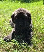 Tigger, a male English Mastiff for sale in Ludington, MI – 6 of 7
