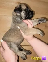 Peppa, a female English Mastiff for sale in Ludington, MI – 3 of 6