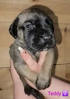 Teddy, a female English Mastiff for sale in Ludington, MI – 6 of 6