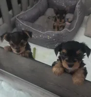 Baby girl , a female Yorkshire Terrier for sale in Northlake, IL – 6 of 9