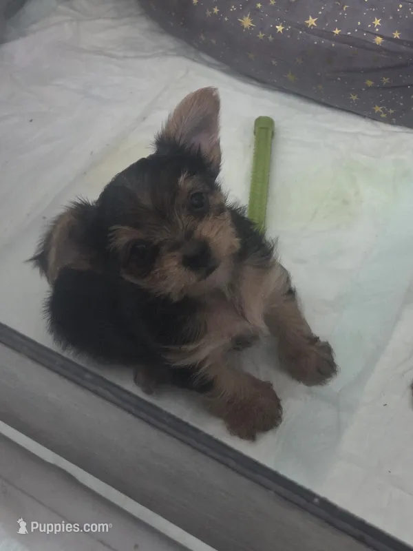 Baby boy – Yorkshire Terrier puppy for sale in Northlake, IL