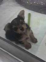 Baby boy, a male Yorkshire Terrier for sale in Northlake, IL – 6 of 10