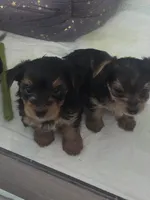 Baby boy, a male Yorkshire Terrier for sale in Northlake, IL – 5 of 10