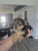 Baby boy, a male Yorkshire Terrier for sale in Northlake, IL – 3 of 10