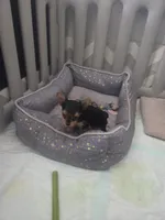 Pequeña Princesa , a female Yorkshire Terrier for sale in Northlake, IL – 3 of 10