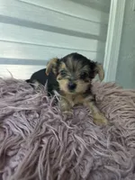 Baby girl , a female Yorkshire Terrier for sale in Northlake, IL – 4 of 9