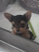 Pequeña Princesa , a female Yorkshire Terrier for sale in Northlake, IL – 9 of 10