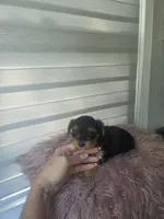 Baby girl , a female Yorkshire Terrier for sale in Northlake, IL – 7 of 9
