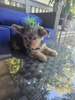 Baby boy, a male Yorkshire Terrier for sale in Northlake, IL – 7 of 8