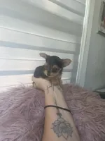 Pequeña Princesa , a female Yorkshire Terrier for sale in Northlake, IL – 8 of 10