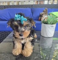 Baby girl , a female Yorkshire Terrier for sale in Northlake, IL – 6 of 10