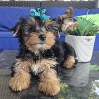 Baby girl , a female Yorkshire Terrier for sale in Northlake, IL – 10 of 10