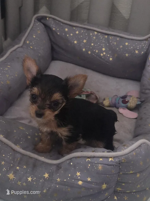 Pequeña Princesa  – Yorkshire Terrier puppy for sale in Northlake, IL