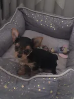 Pequeña Princesa , a female Yorkshire Terrier for sale in Northlake, IL – 1 of 10