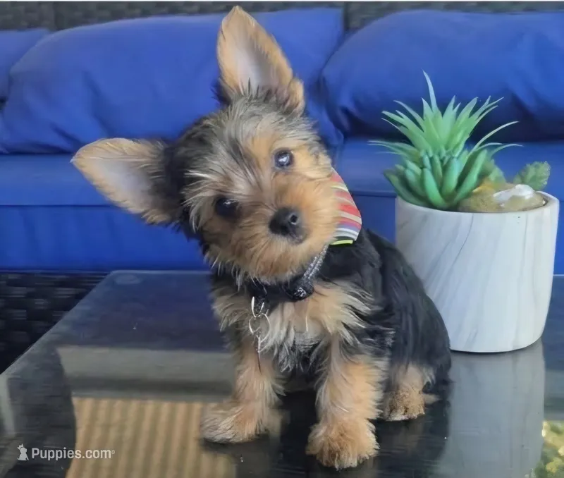 Baby boy – Yorkshire Terrier puppy for sale in Northlake, IL