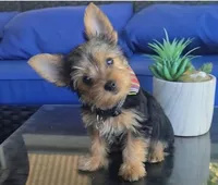 Baby boy, a male Yorkshire Terrier for sale in Northlake, IL – 1 of 8