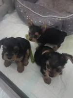 Baby girl , a female Yorkshire Terrier for sale in Northlake, IL – 5 of 9