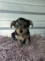 Baby boy, a male Yorkshire Terrier for sale in Northlake, IL – 4 of 10