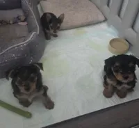 Baby boy, a male Yorkshire Terrier for sale in Northlake, IL – 8 of 10