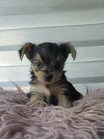Baby boy, a male Yorkshire Terrier for sale in Northlake, IL – 2 of 10