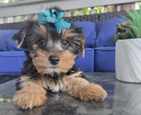 Baby girl , a female Yorkshire Terrier for sale in Northlake, IL – 8 of 10